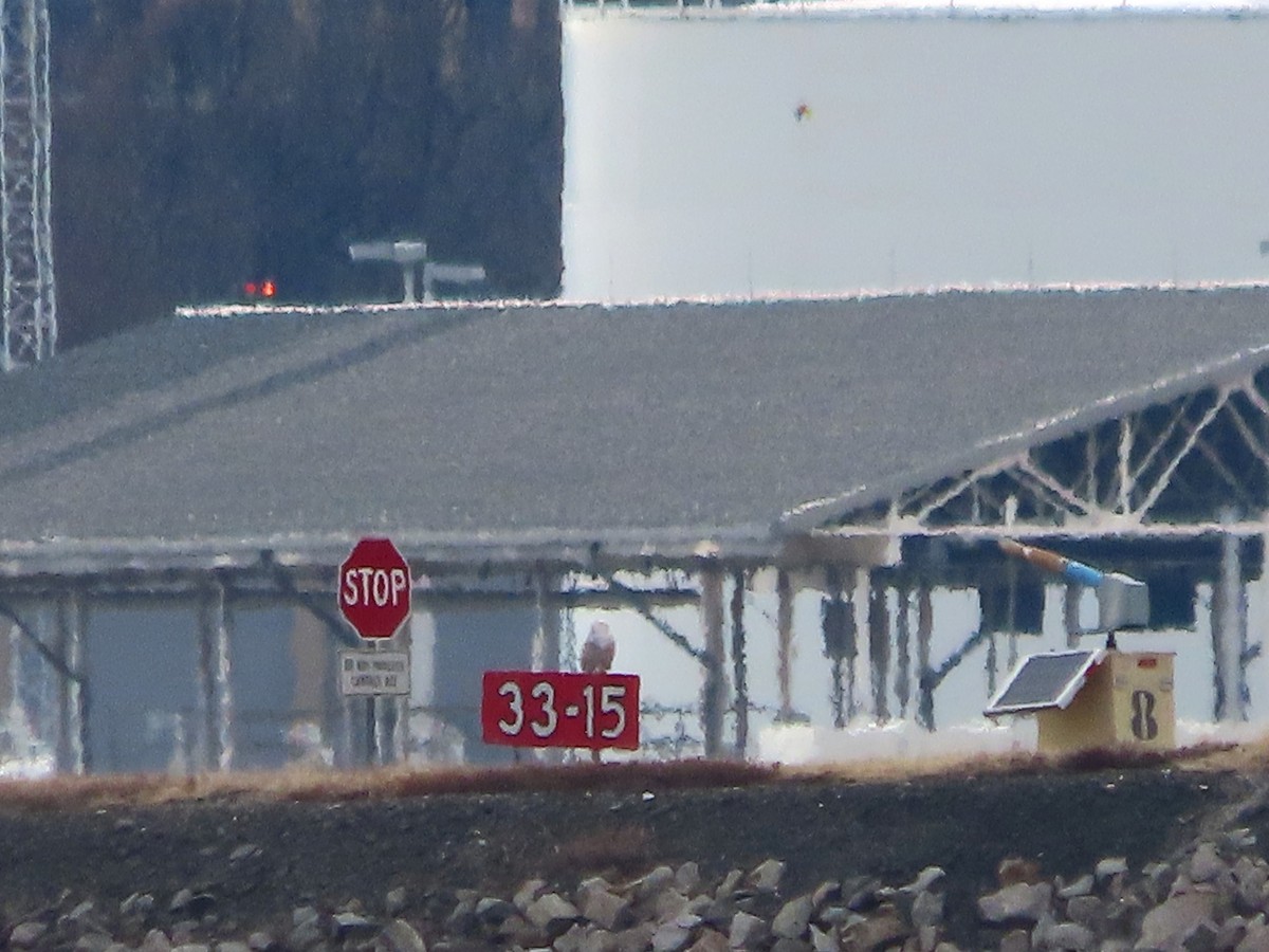 Snowy Owl - ML647644113