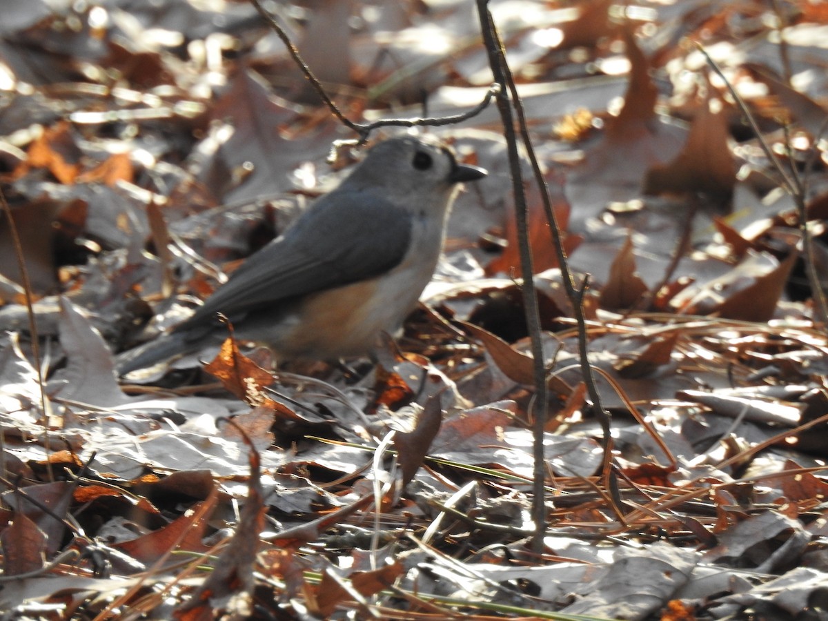 Mésange bicolore - ML647644118