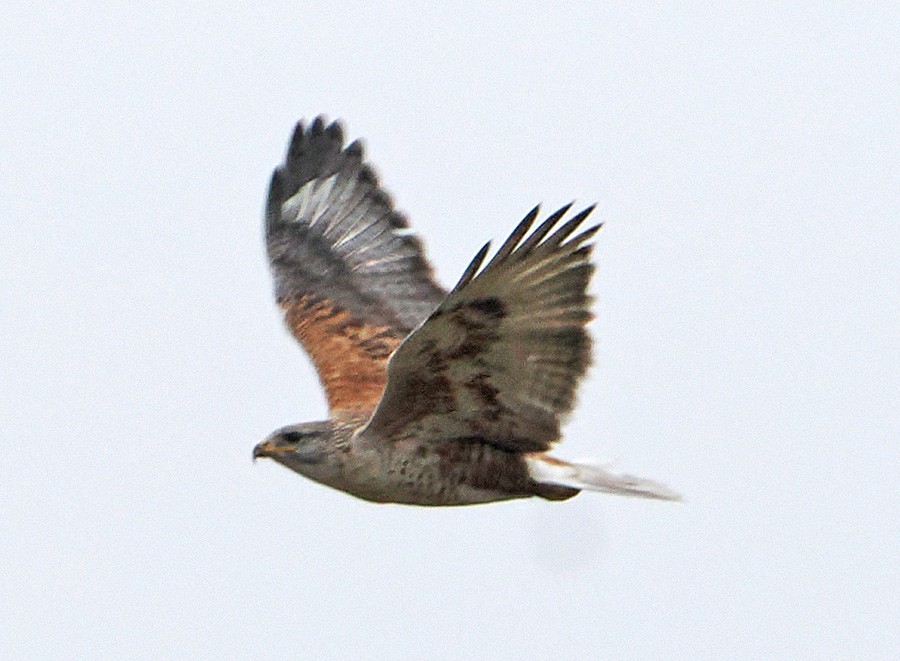 kongevåk - ML647644125