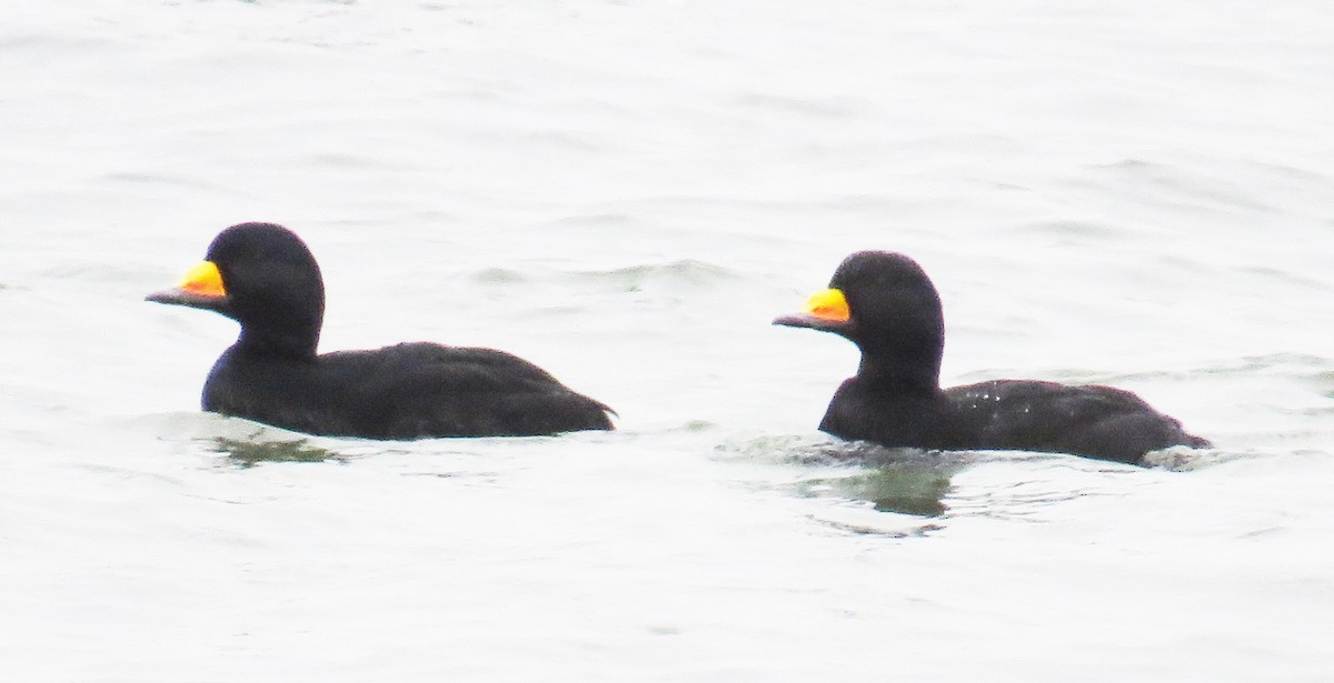 Black Scoter - ML647644165