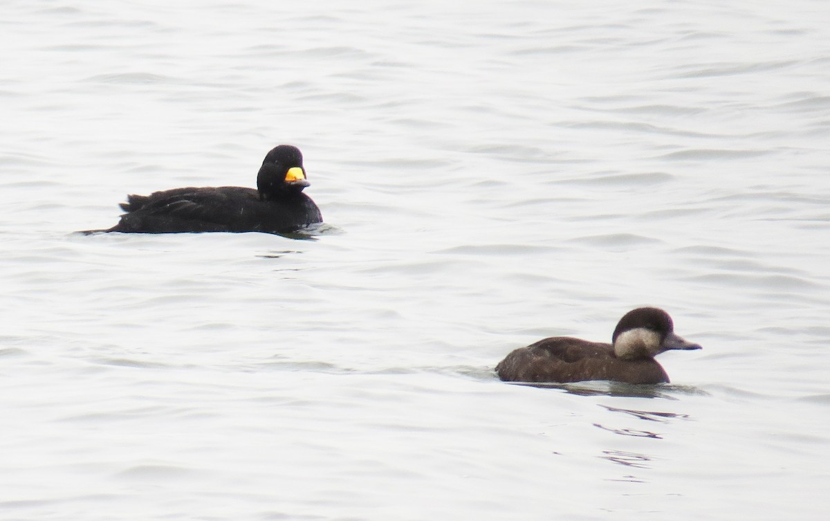 Black Scoter - ML647644166