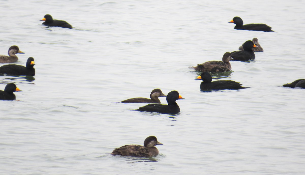 Black Scoter - ML647644167