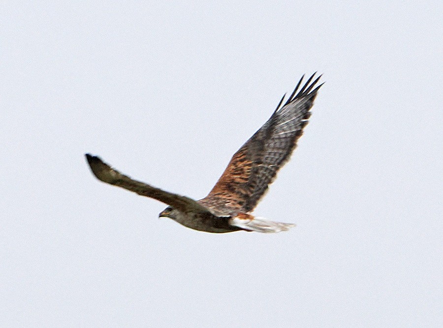 kongevåk - ML647644173