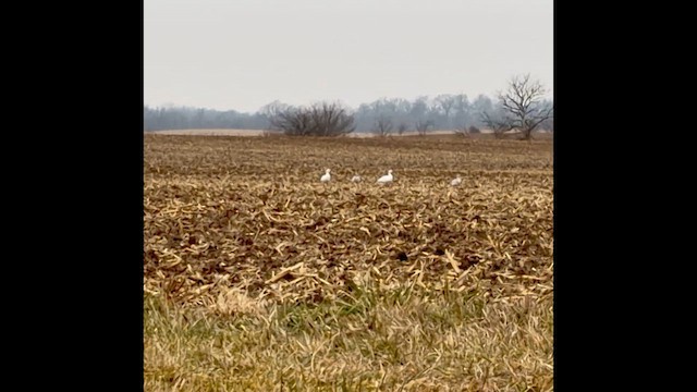 Белый гусь - ML647644182