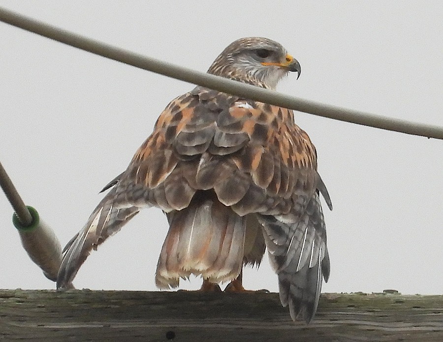 kongevåk - ML647644190