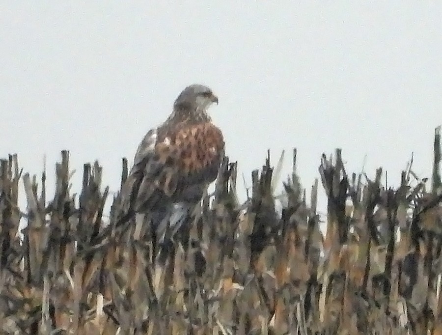 kongevåk - ML647644201