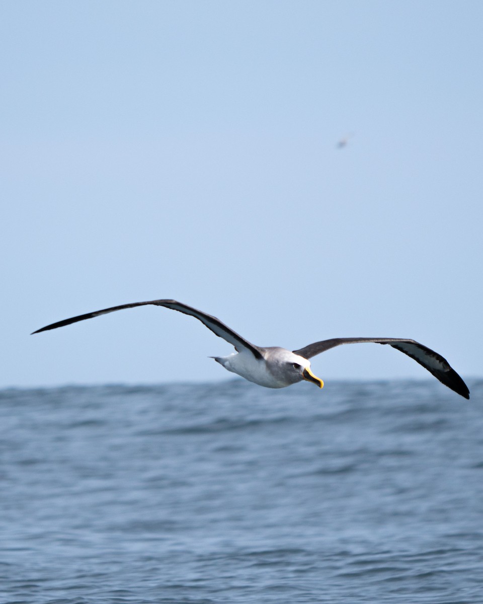 Buller's Albatross - ML647644320