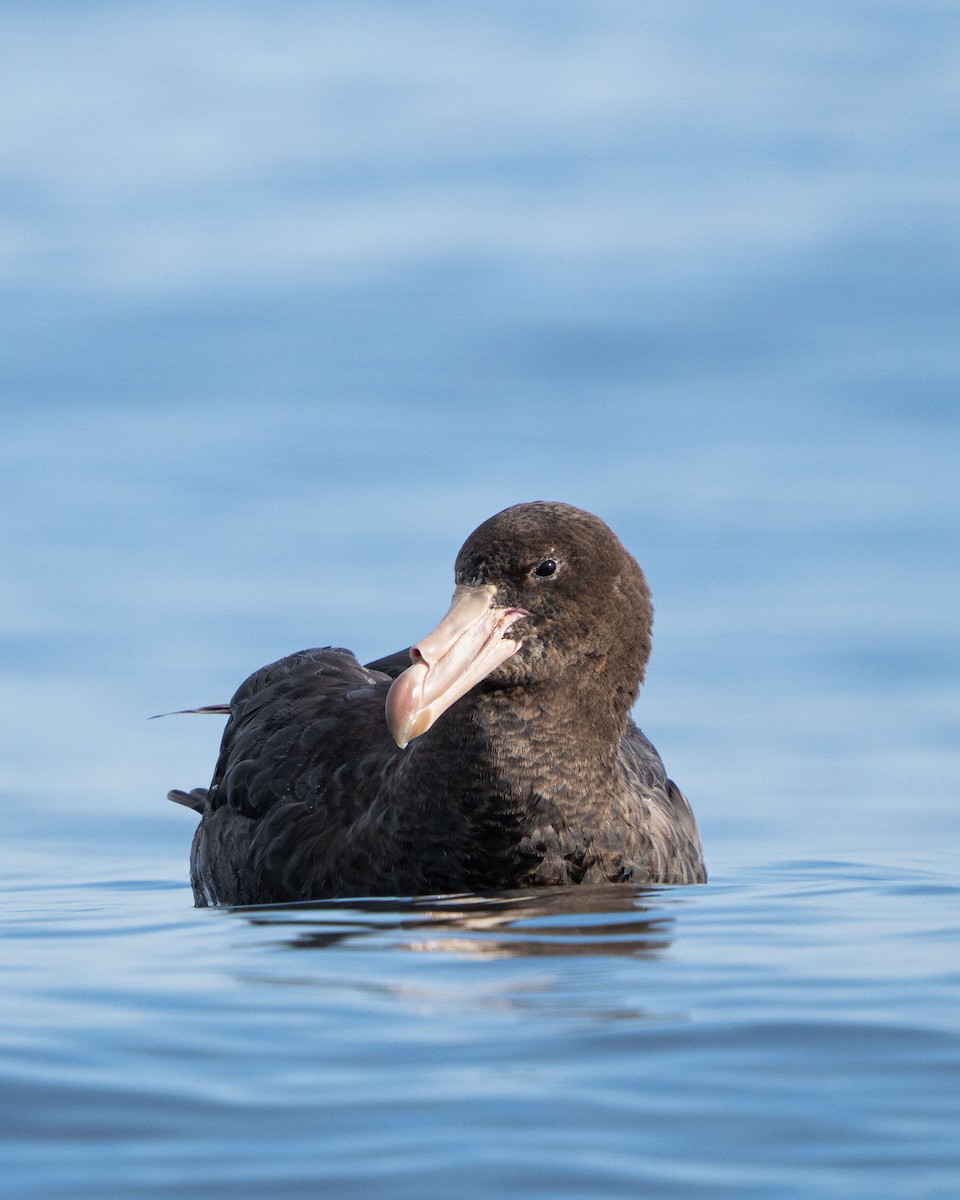 Northern Giant-Petrel - ML647644332