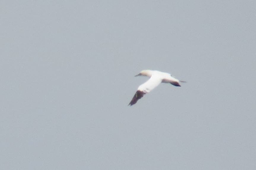 סולה מצויה - ML647644377