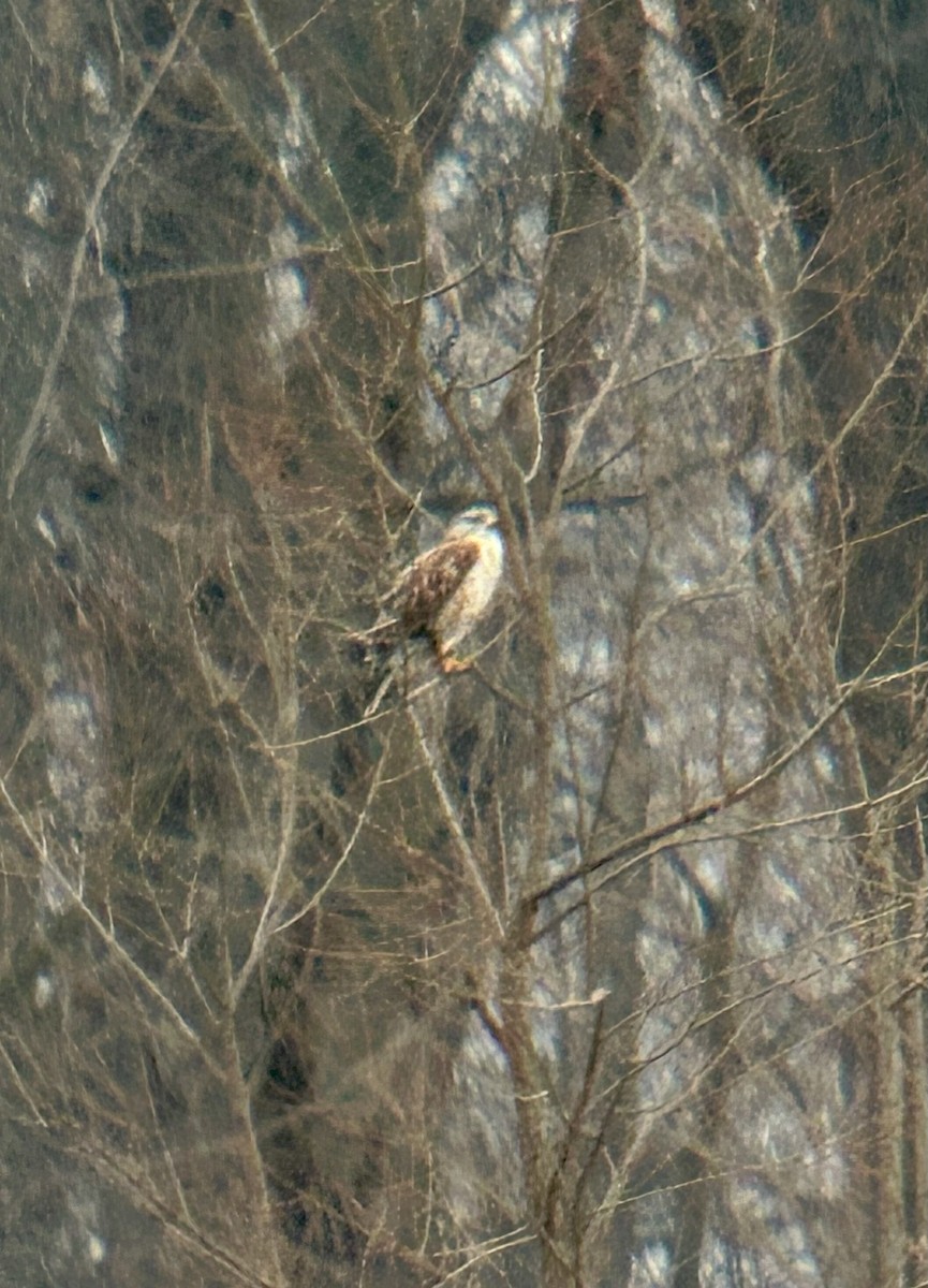 kongevåk - ML647644387