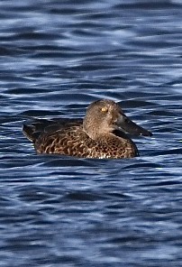 Ahate mokozabal australiarra - ML647644403