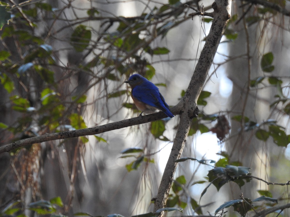 Merlebleu de l'Est - ML647644410