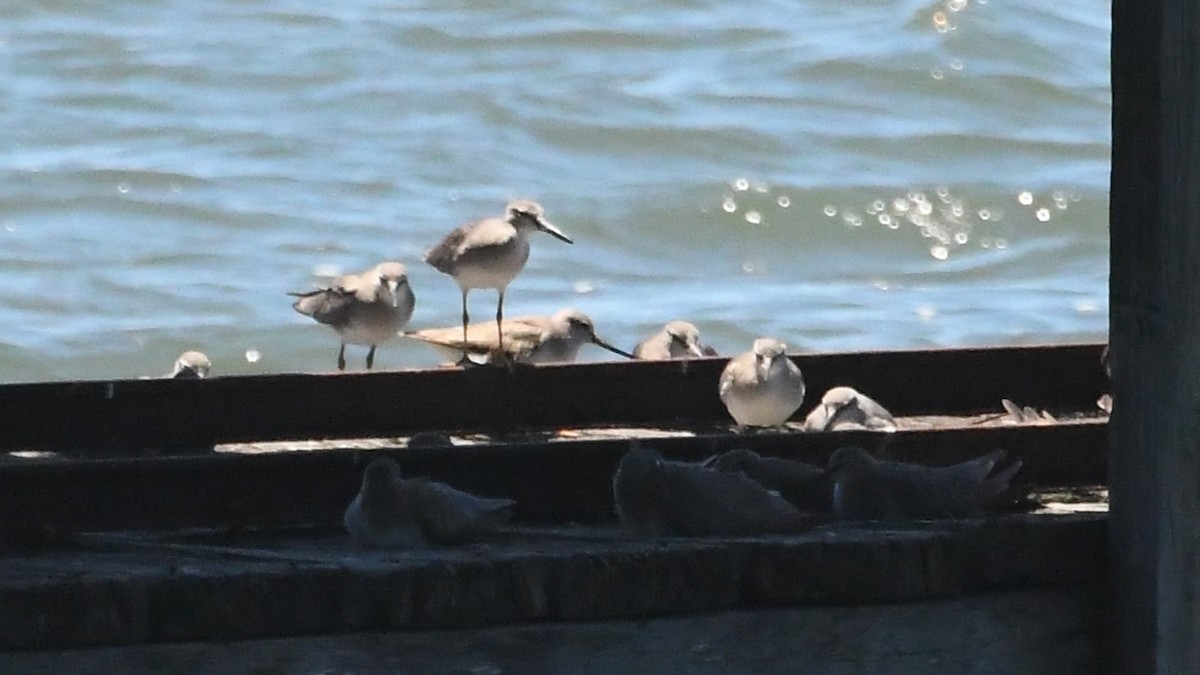 tereksnipe - ML647644430