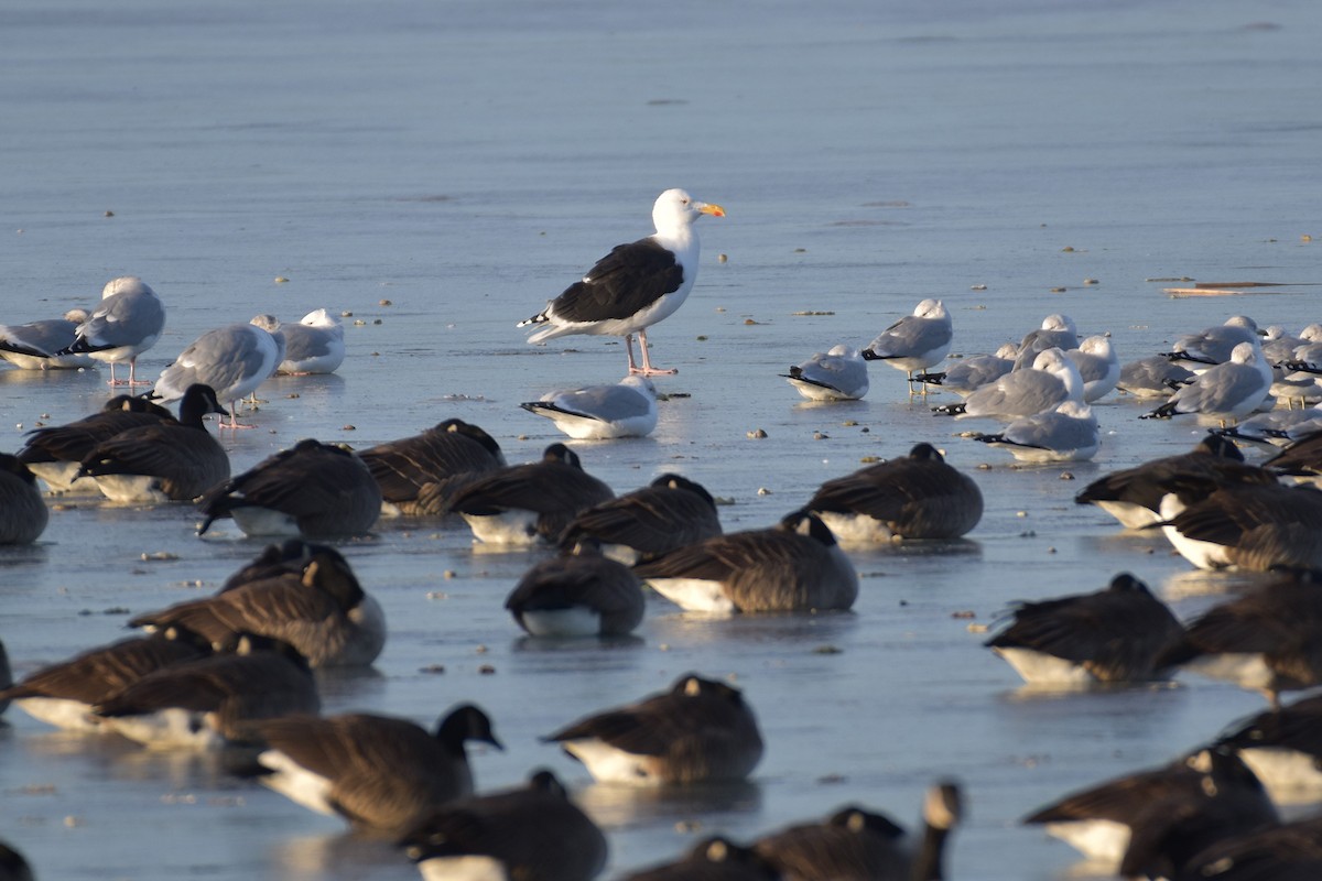Great Black-backed Gull - ML647644431