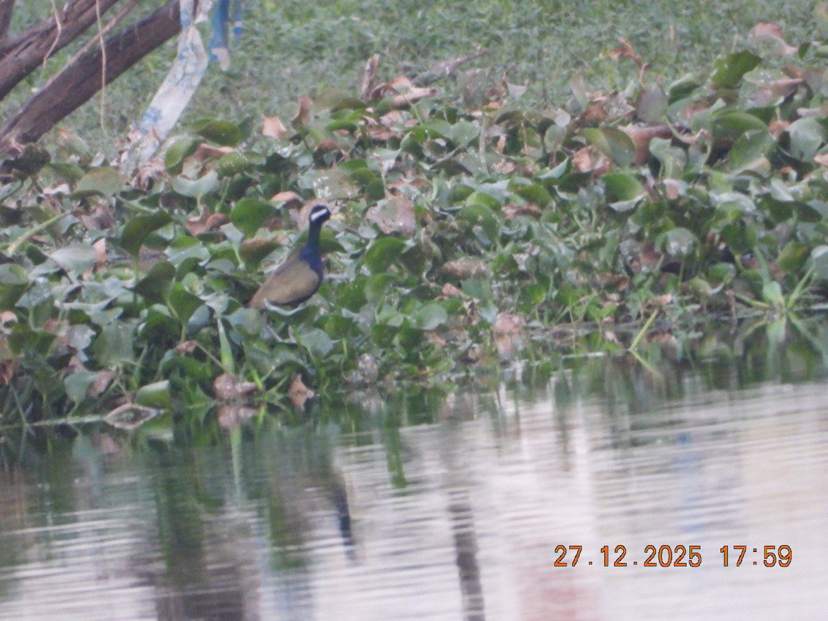 Bronze-winged Jacana - ML647644434