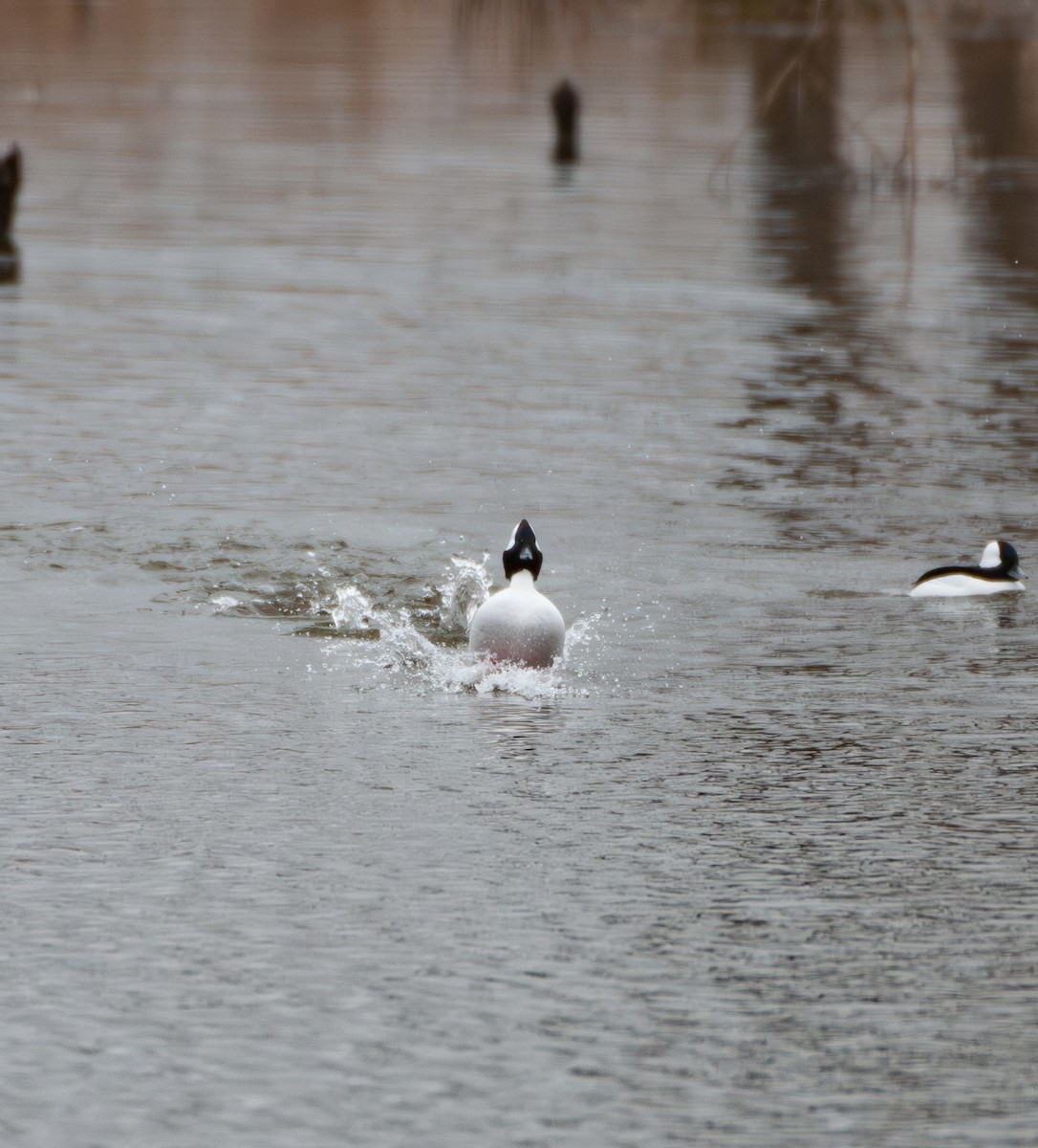 Petit Garrot - ML647644452