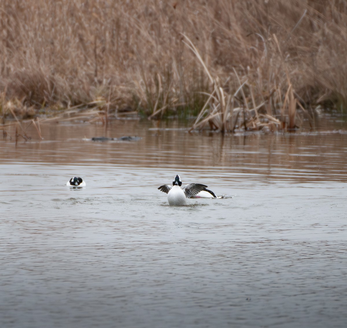 Petit Garrot - ML647644453