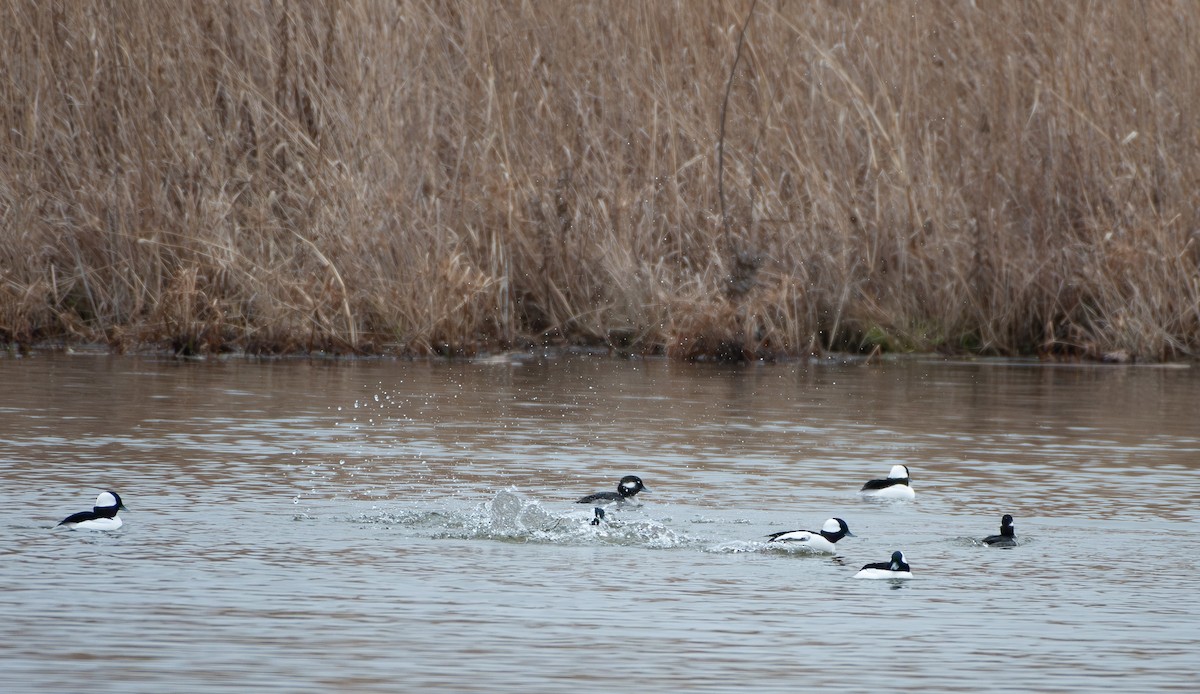 Petit Garrot - ML647644456