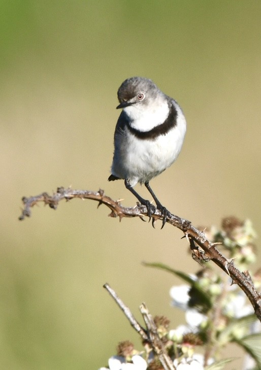 White-fronted Chat - ML647644486