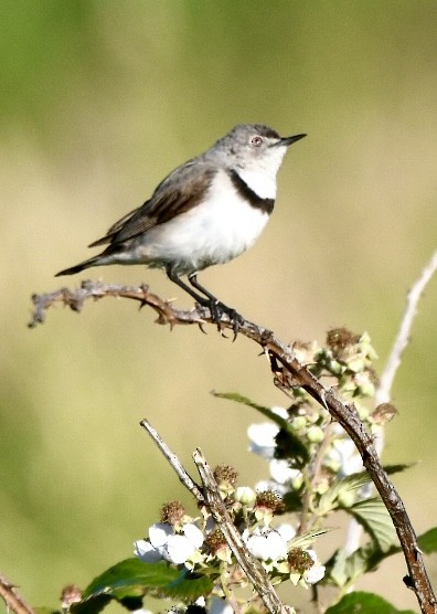 White-fronted Chat - ML647644487