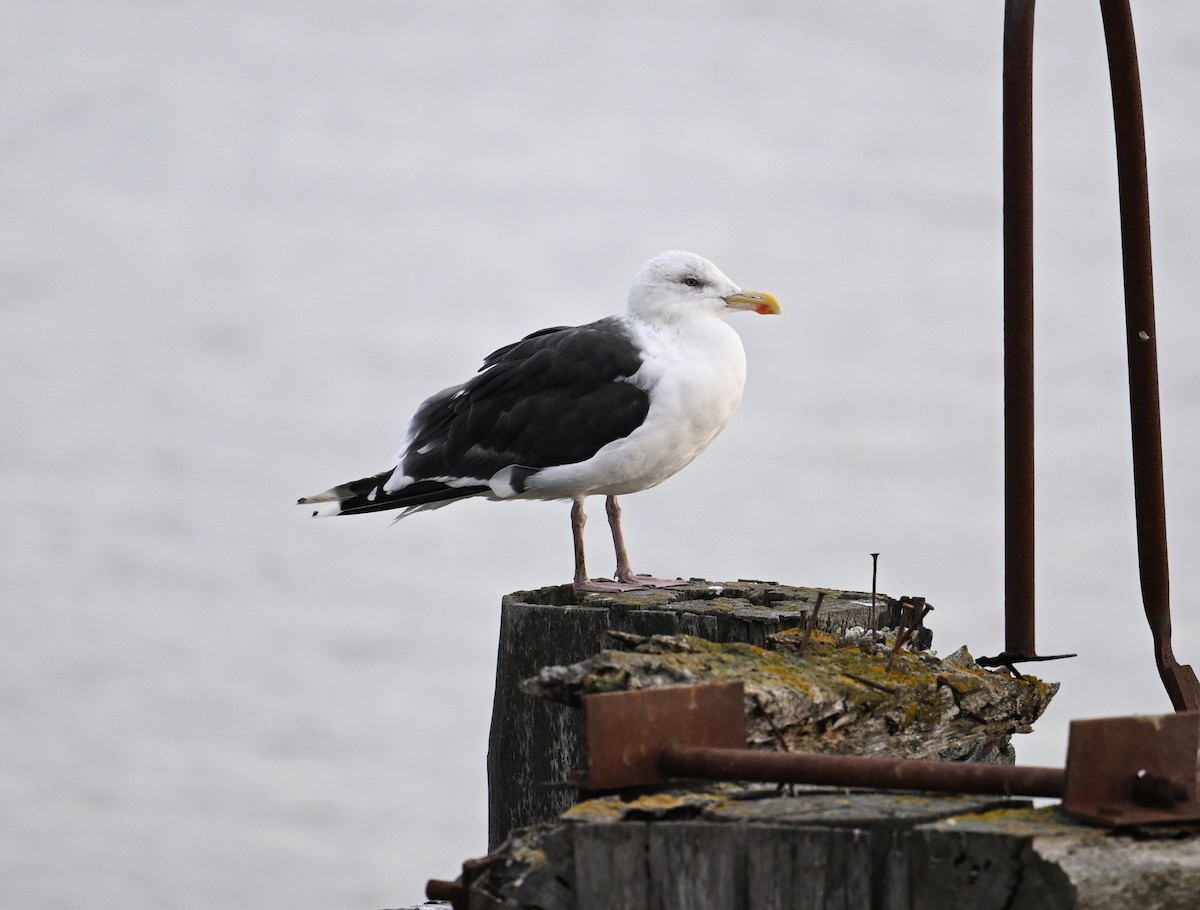 Great Black-backed Gull - ML647644492