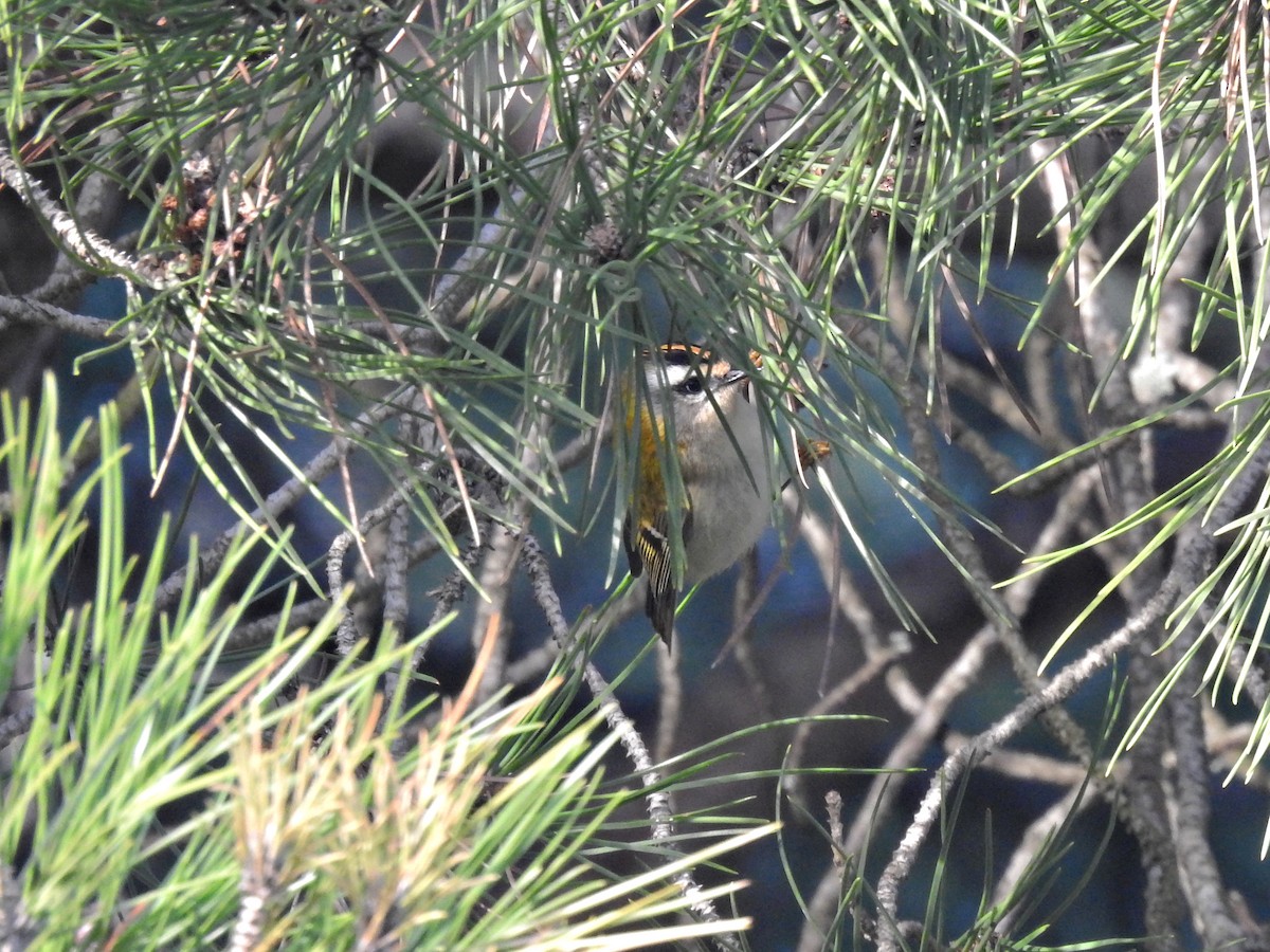 Reyezuelo Listado - ML647644493