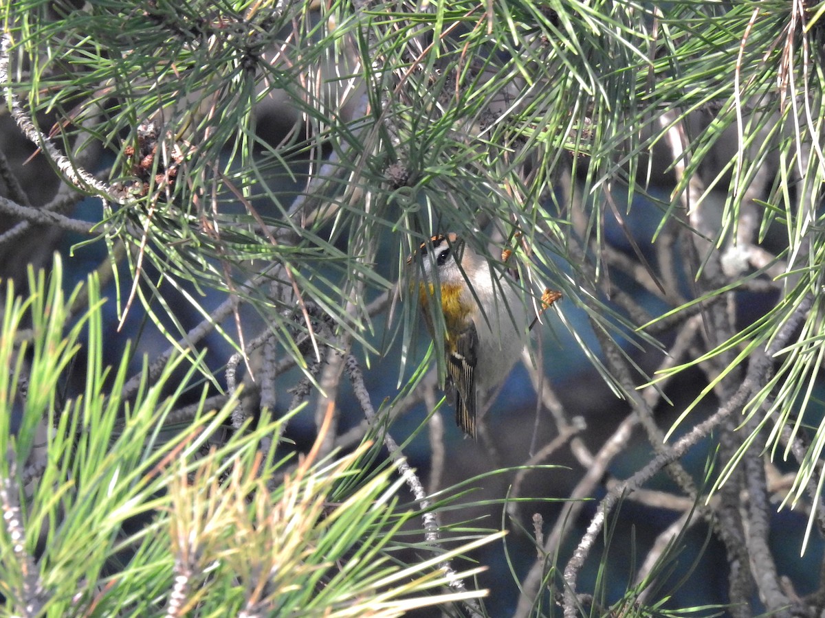 Reyezuelo Listado - ML647644494