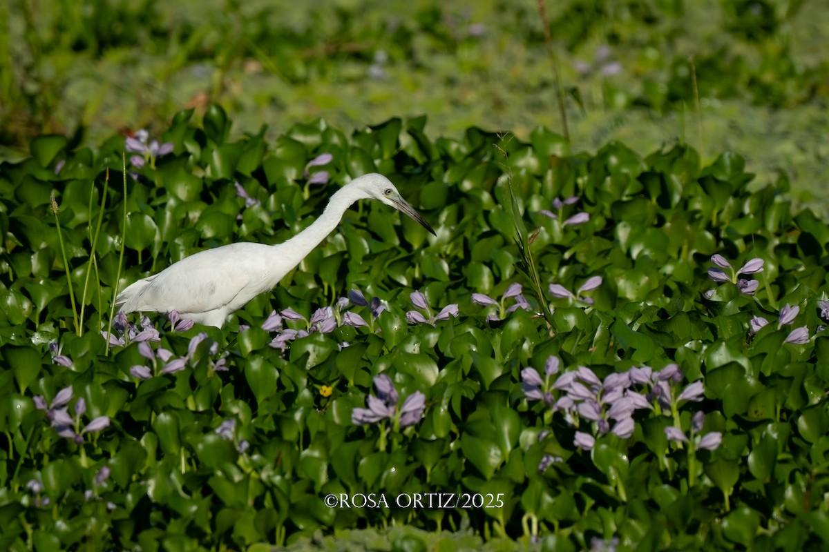Garceta Azul - ML647644496
