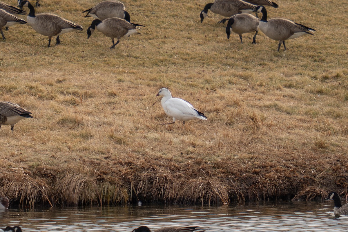 Ánsar de Ross - ML647644498