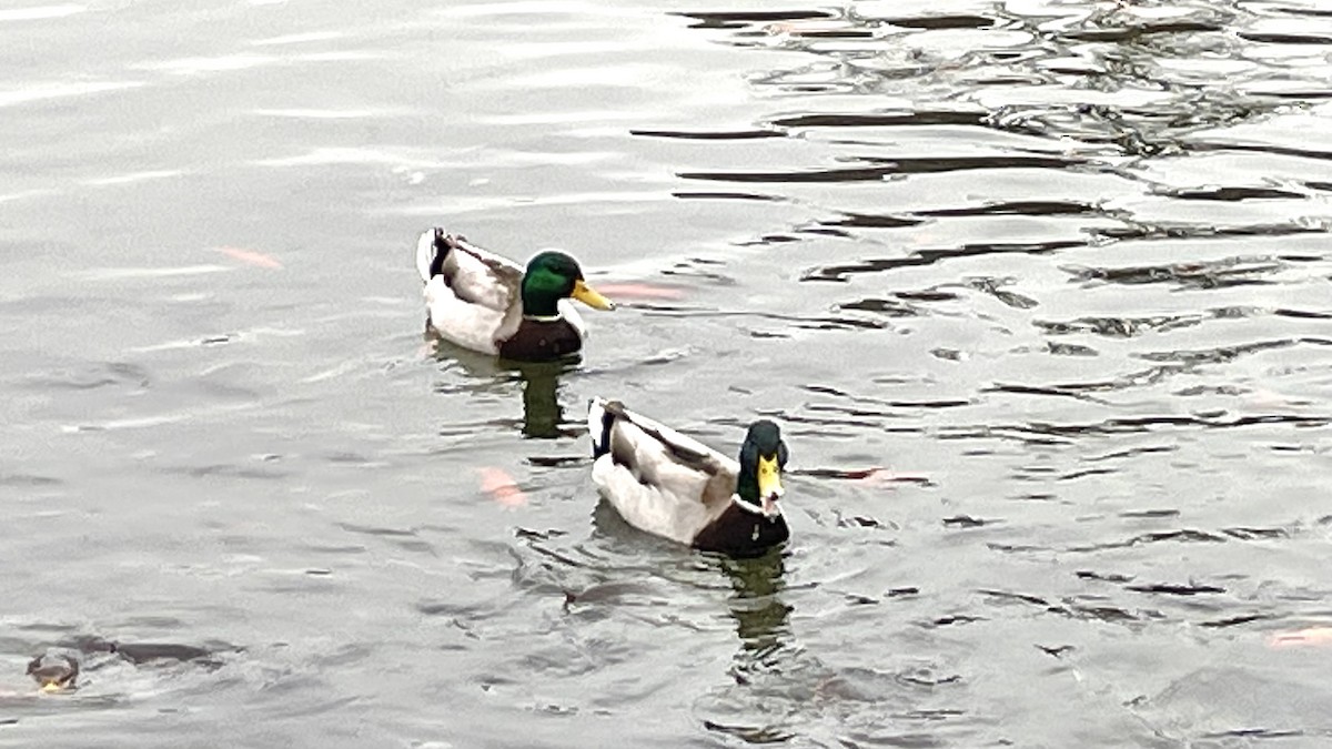 Ánade Azulón - ML647644499