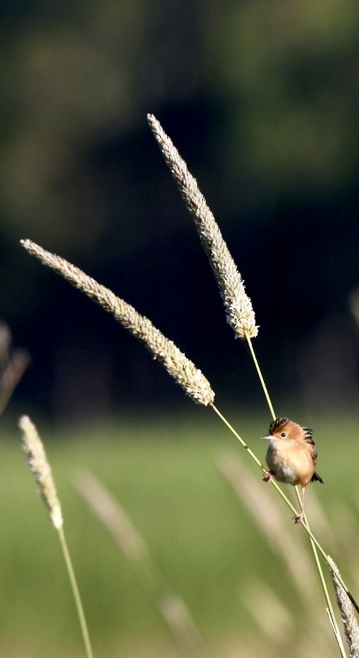Cistícola Cabecidorado - ML647644500