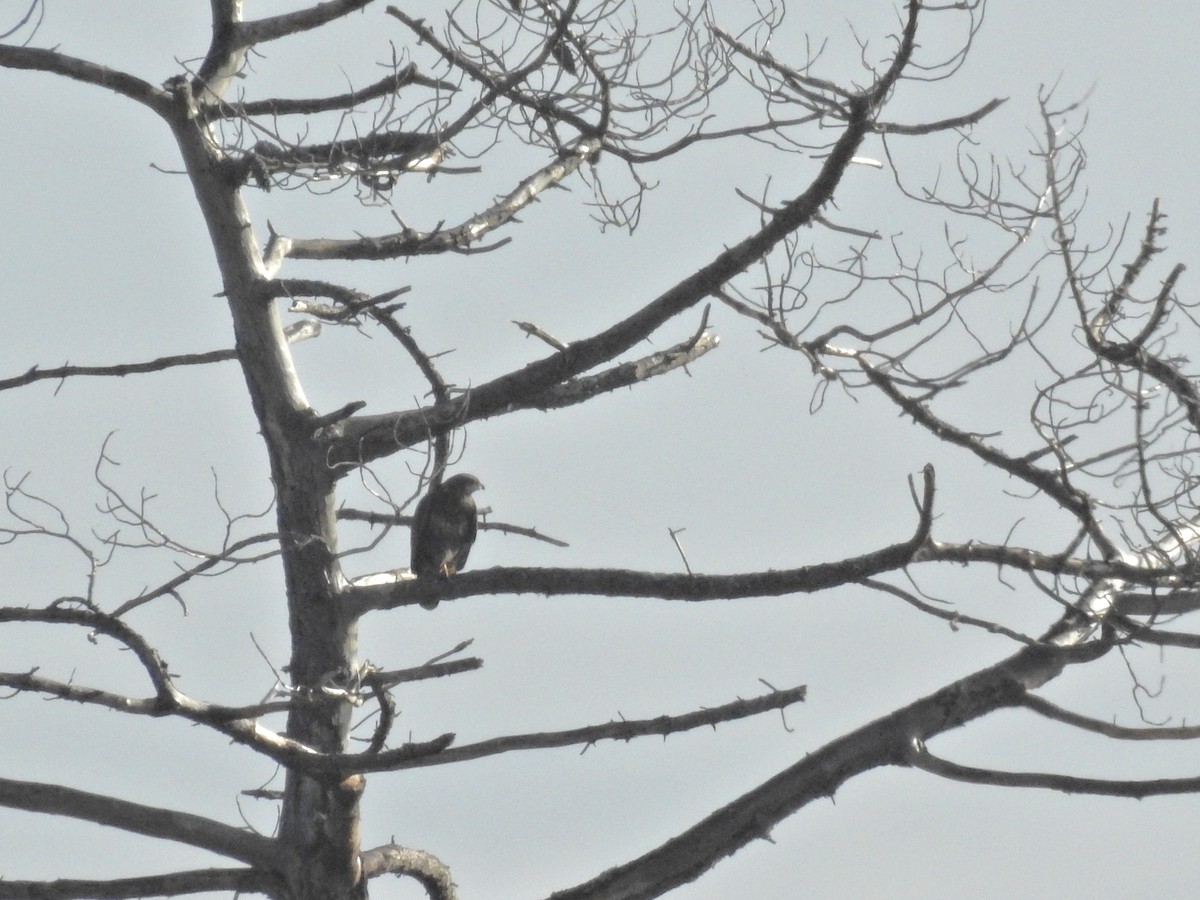 Busardo Ratonero - ML647644501