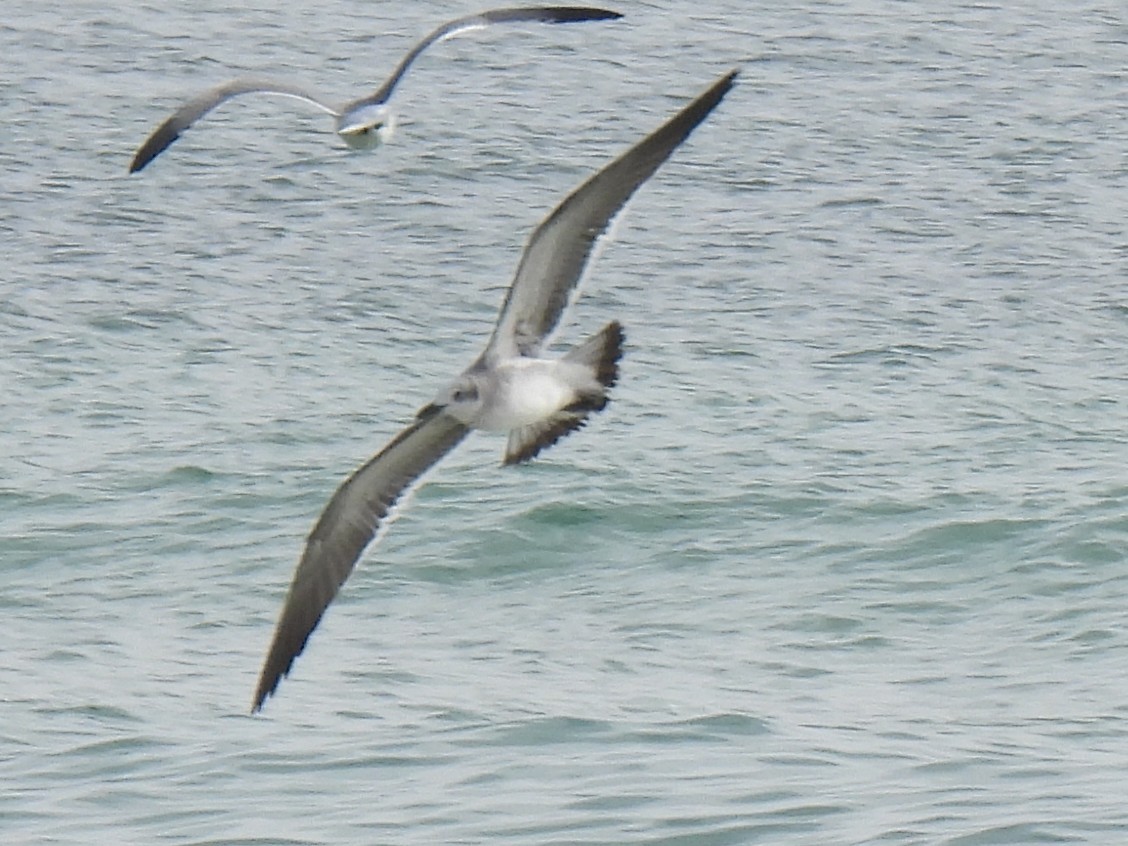 Gaviota Guanaguanare - ML647644503