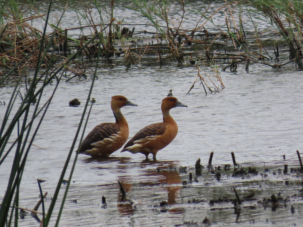 Suirirí Bicolor - ML647644506