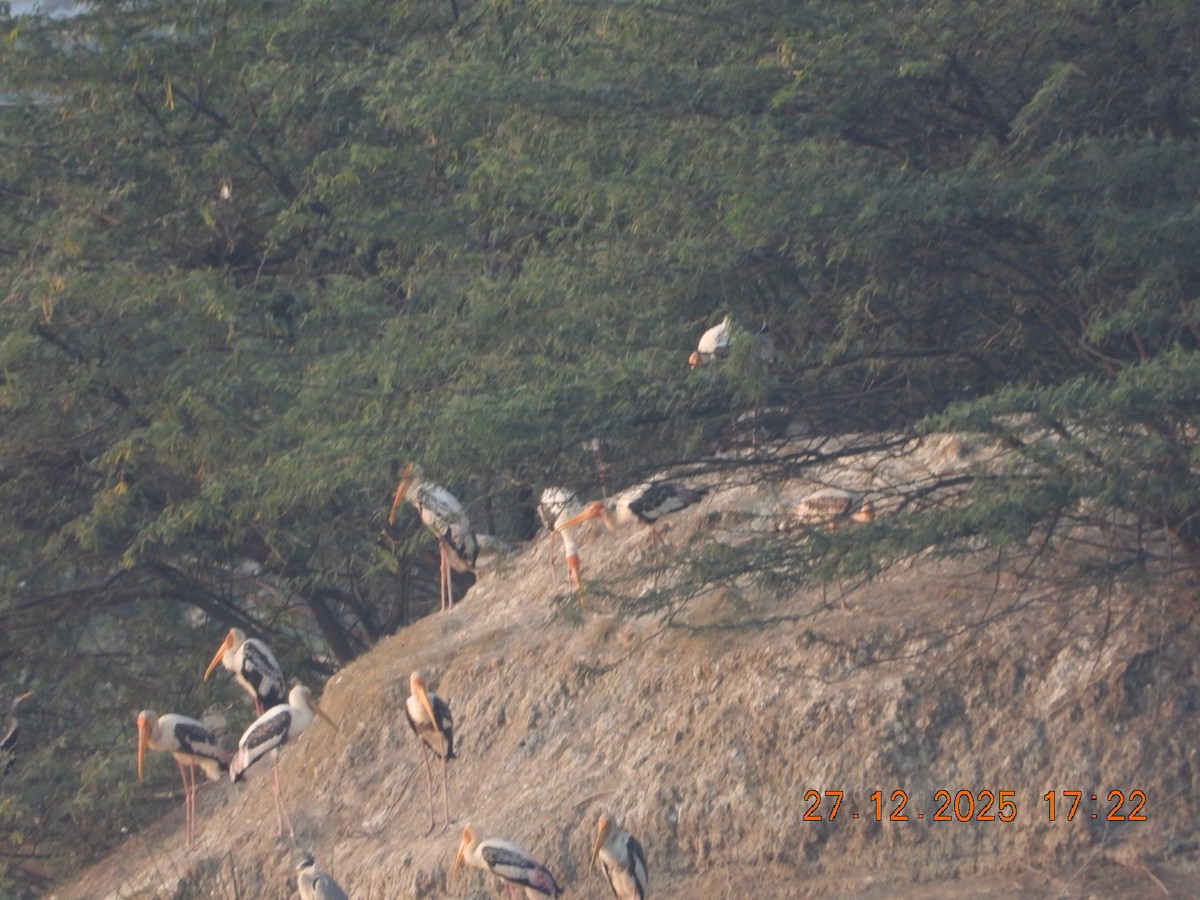 Tántalo Indio - ML647644508