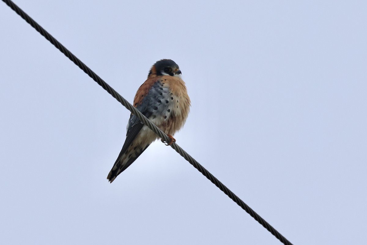 Cernícalo Americano - ML647644509