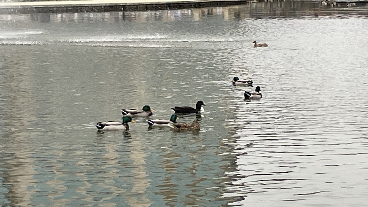 Ánade Azulón (variedad doméstica) - ML647644510