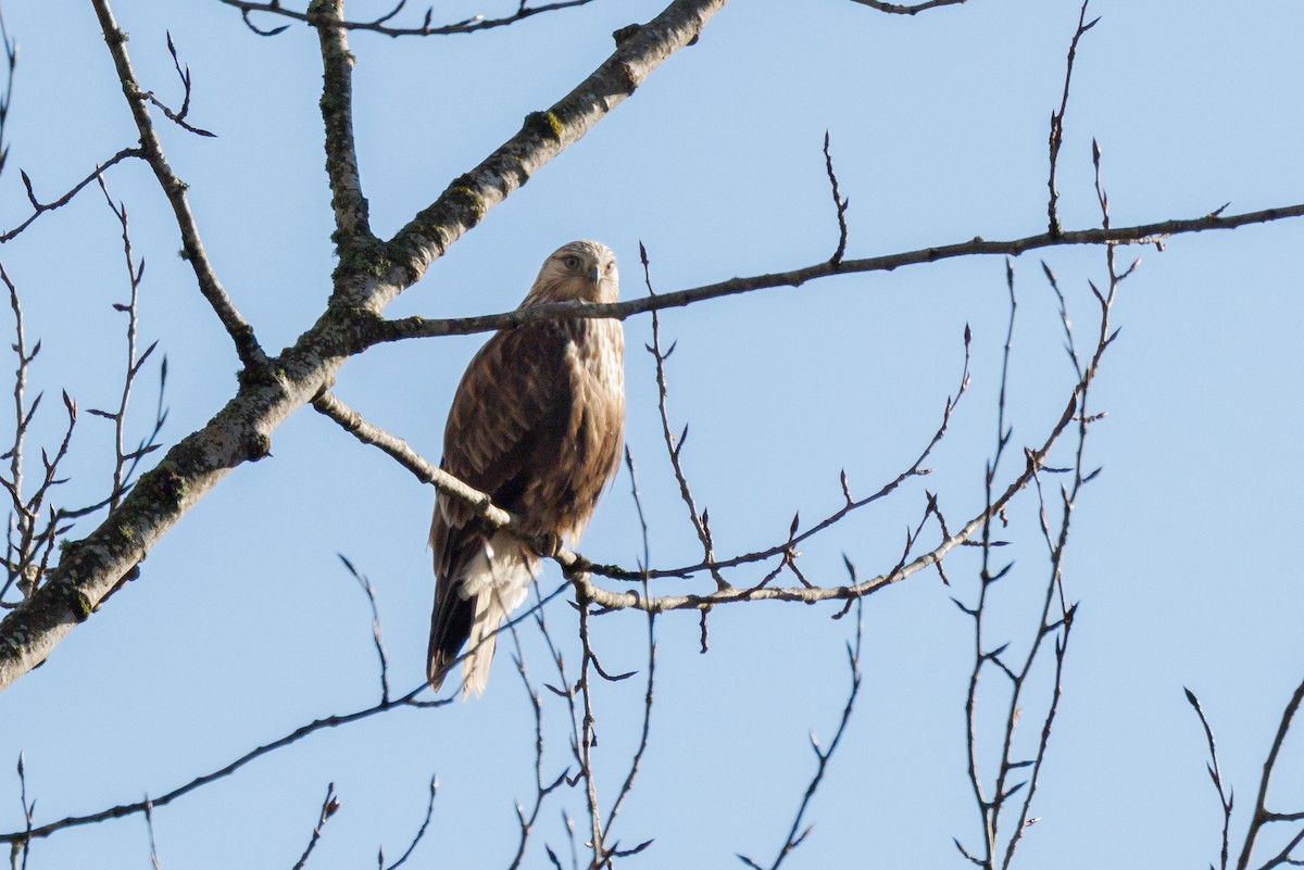 Busardo Calzado - ML647644513