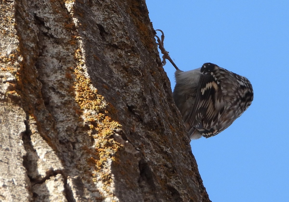 Agateador Americano - ML647644514