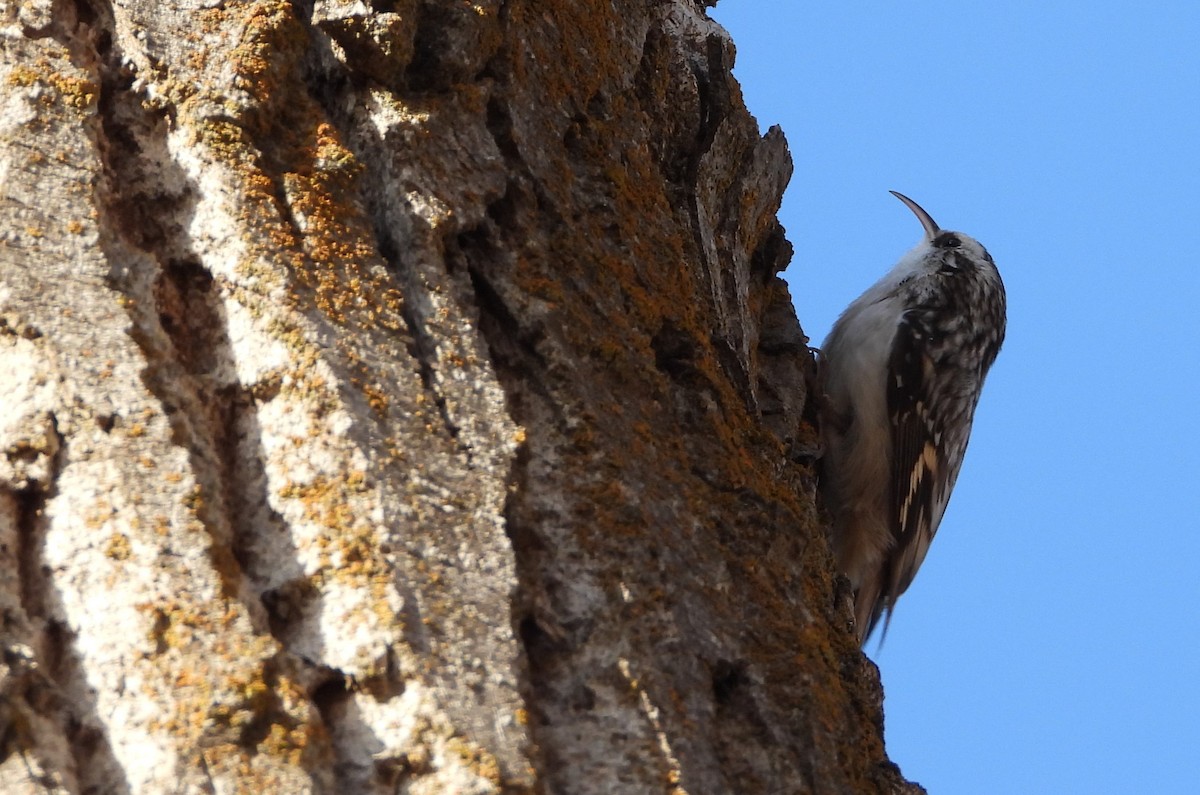 Agateador Americano - ML647644515