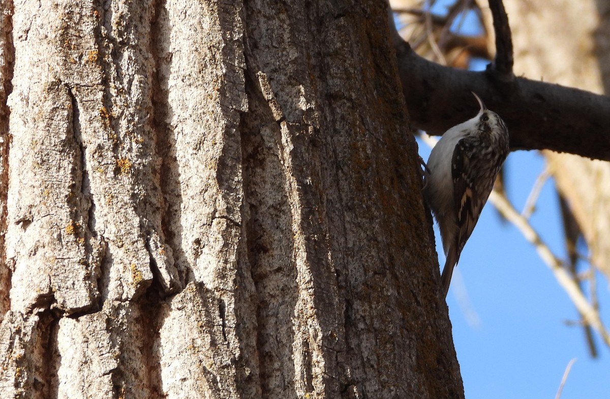 Agateador Americano - ML647644516