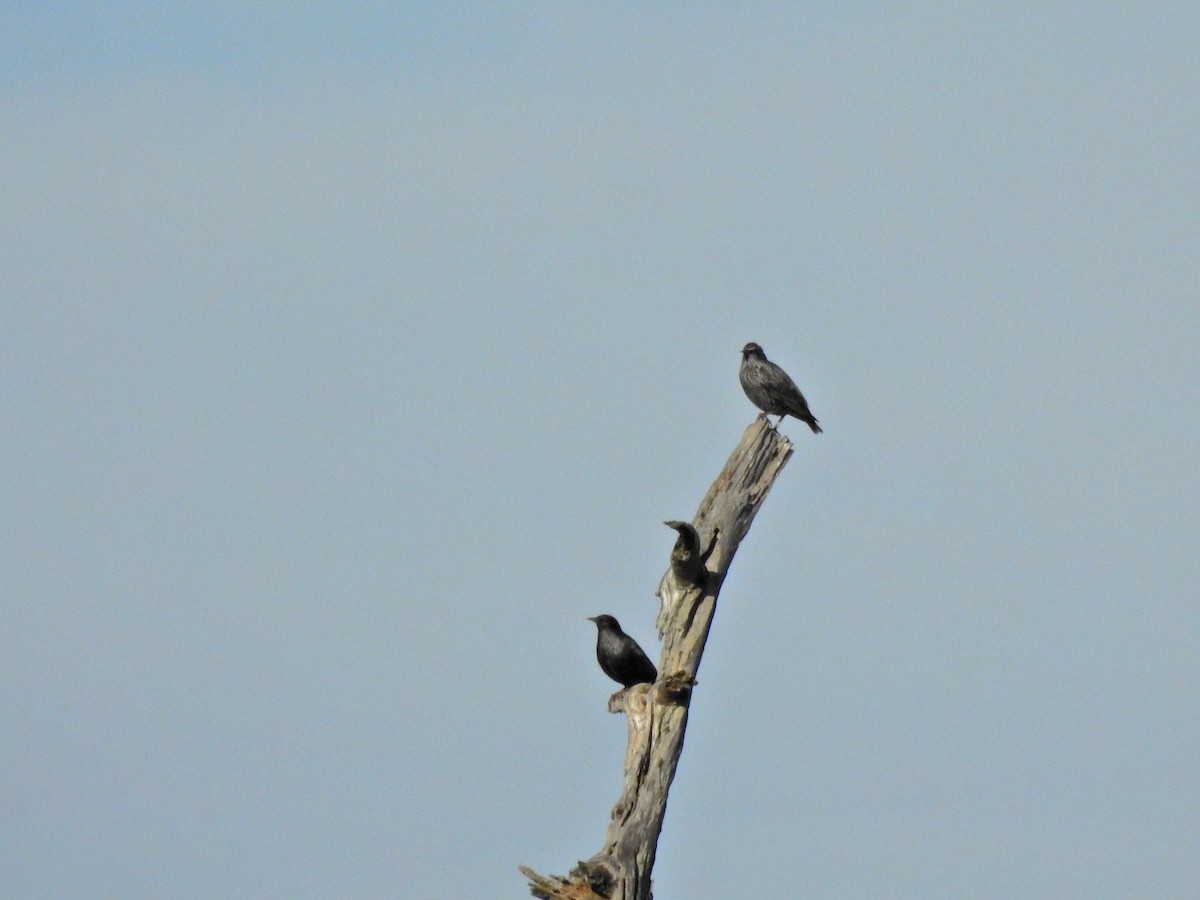 Estornino Pinto - ML647644517