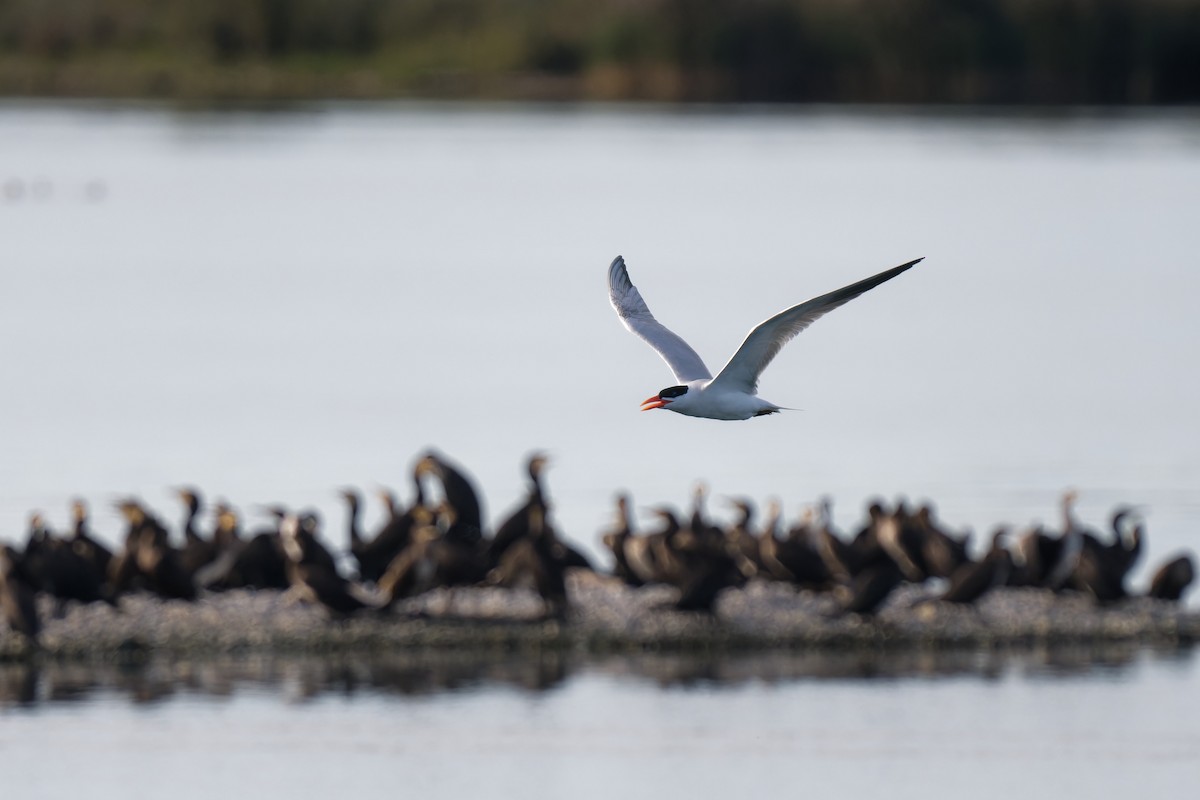 Pagaza Piquirroja - ML647644518