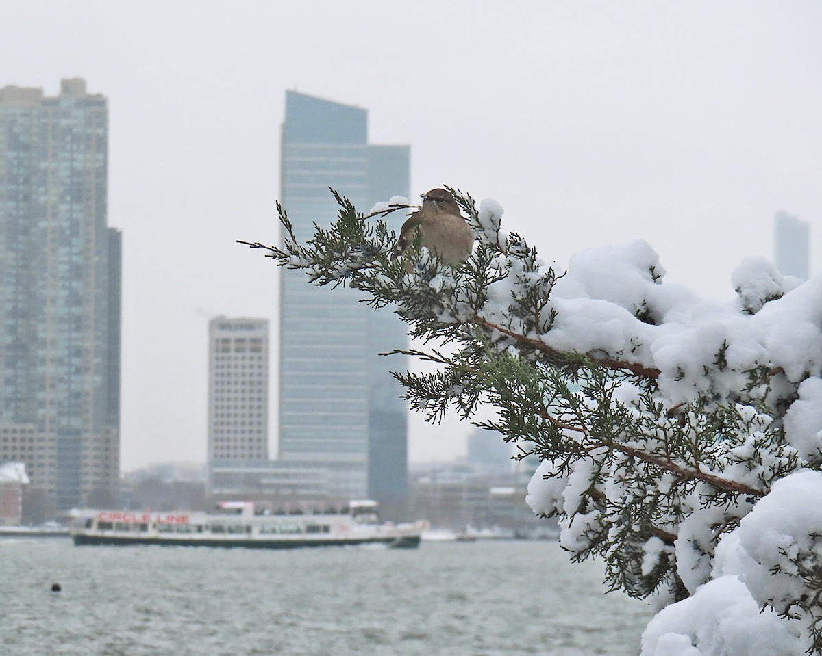 Sinsonte Norteño - ML647644519