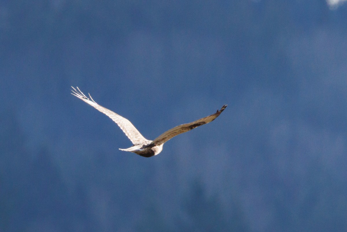 Busardo Calzado - ML647644520