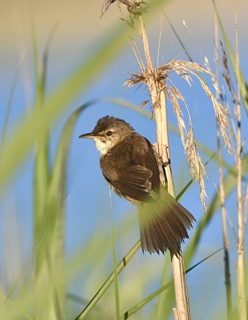 Carricero Australiano - ML647644522