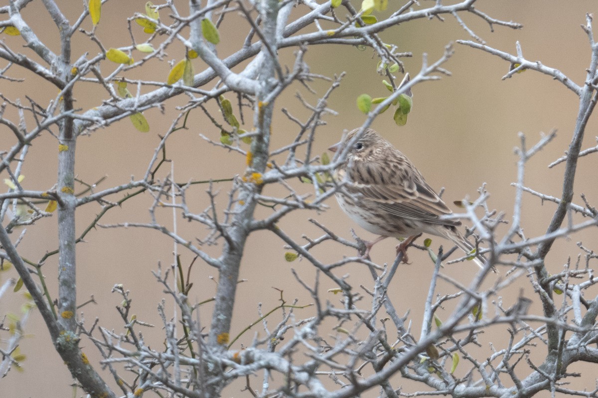 Chingolo Coliblanco - ML647644524