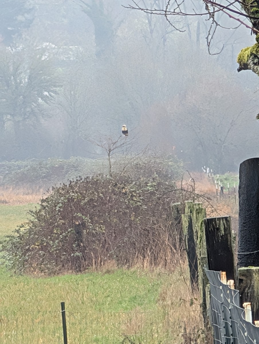 Busardo Calzado - ML647644525