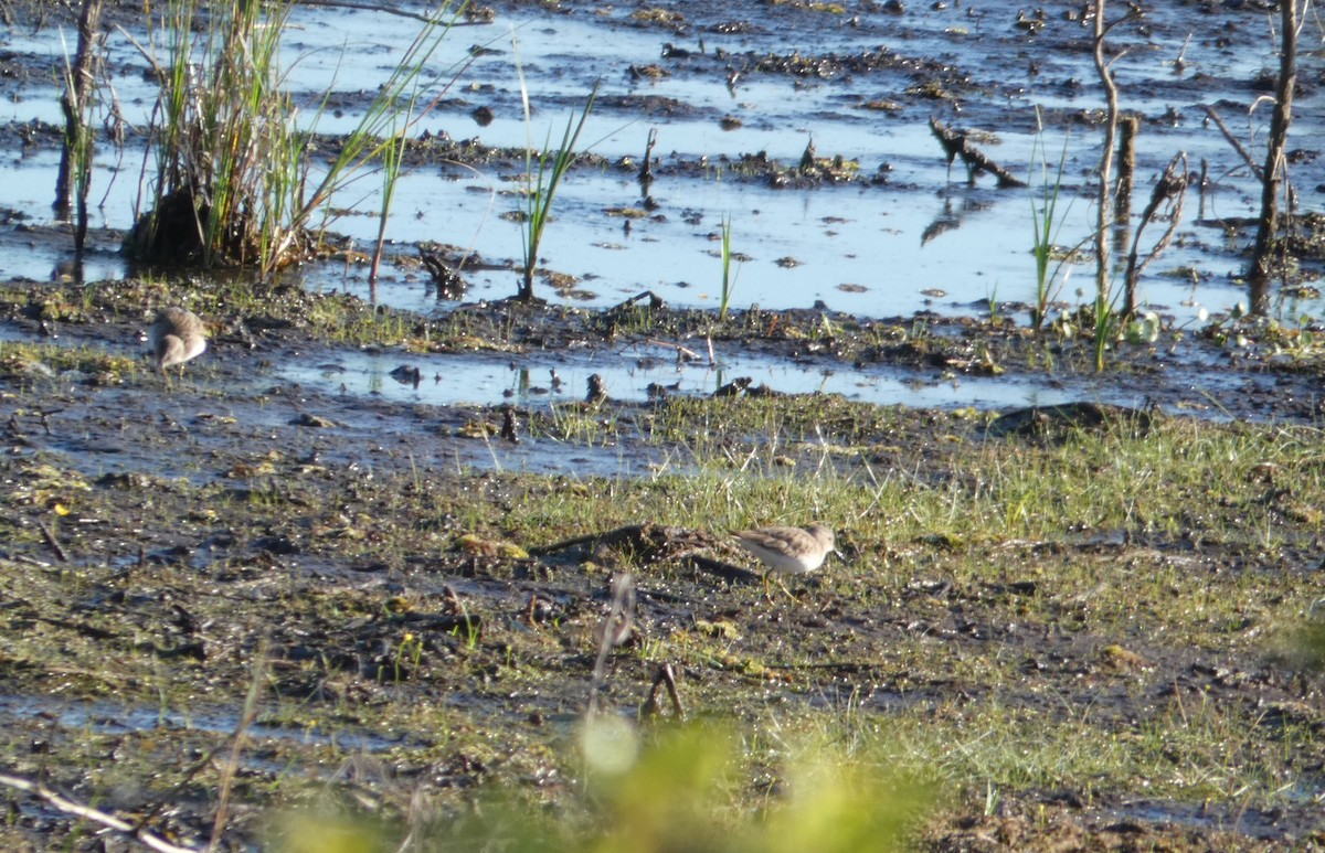 Correlimos Menudillo - ML647644526