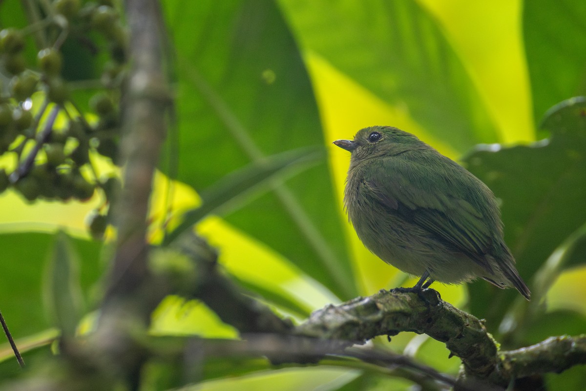 Saltarín Aterciopelado - ML647644527